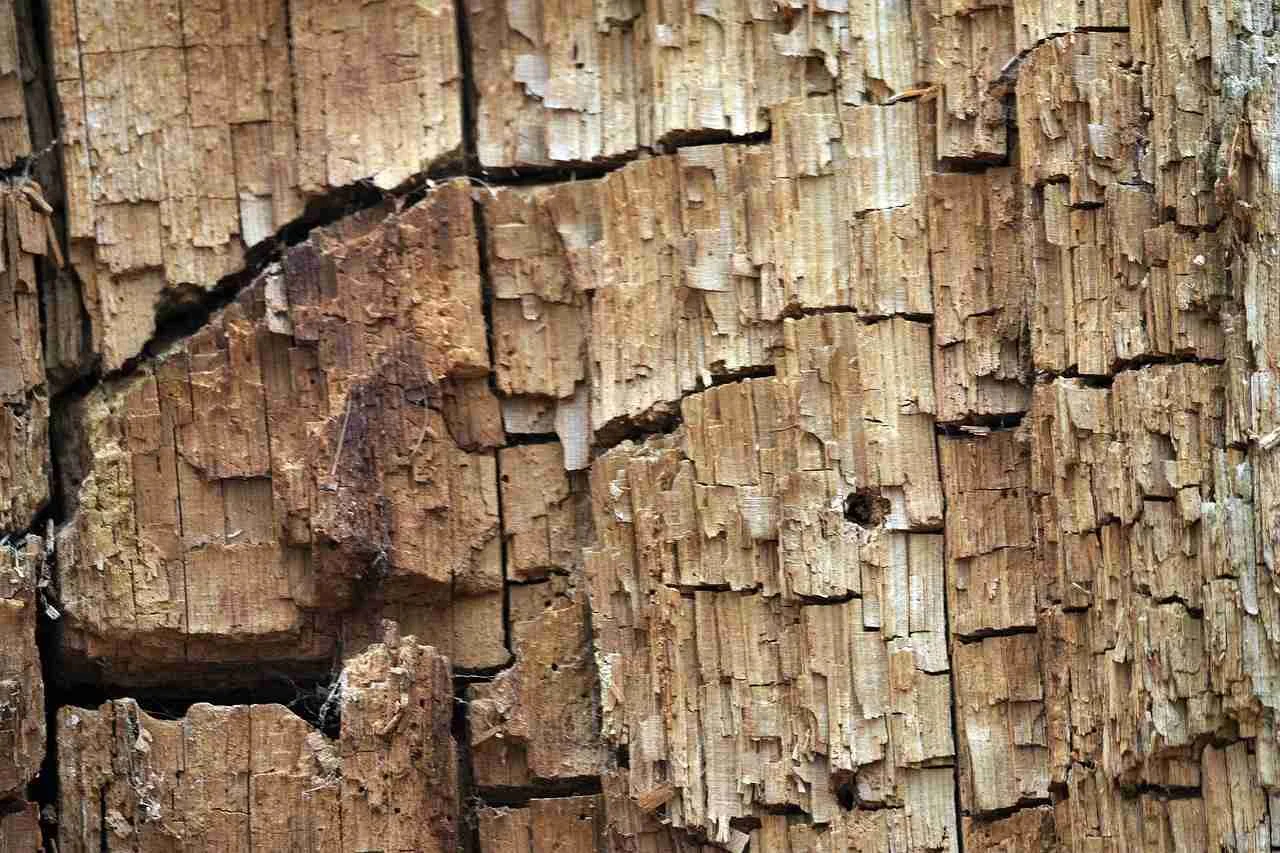 Bois dégradé par des termites avec traces de galeries